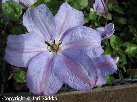 Loistok�rh�, Clematis Patens-r. 'Minister'